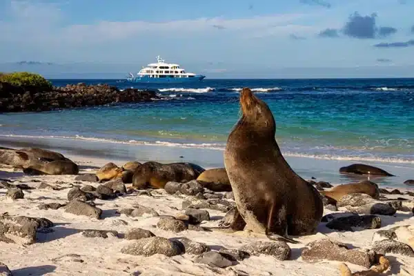 cormorant ii exp sealion