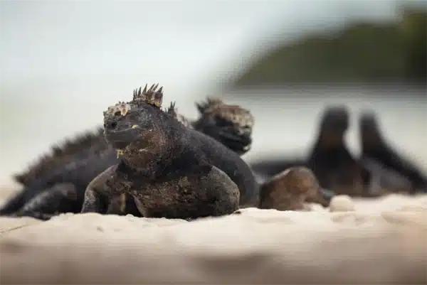 iguanas