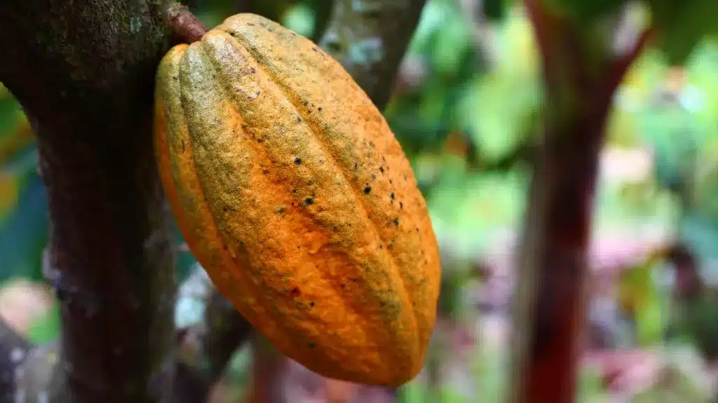 cocoa 1529746 1920 1024x575 1