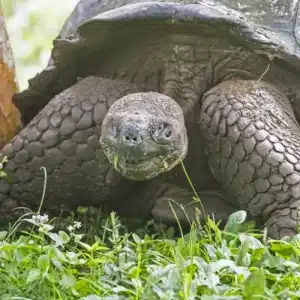 galapagosepic1